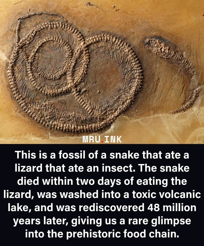 69 Fascinating Photos And Facts That Reveal Just How Strange The World Can Be