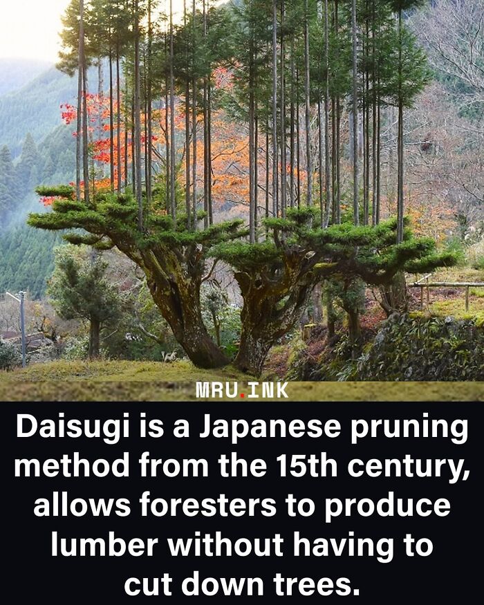 69 Fascinating Photos And Facts That Reveal Just How Strange The World Can Be