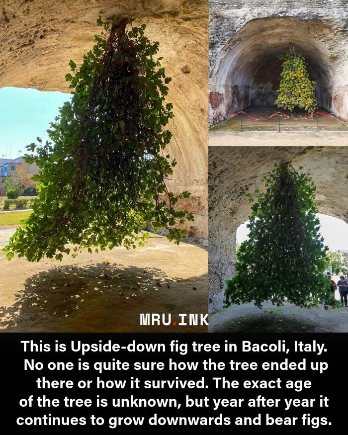 69 Fascinating Photos And Facts That Reveal Just How Strange The World Can Be