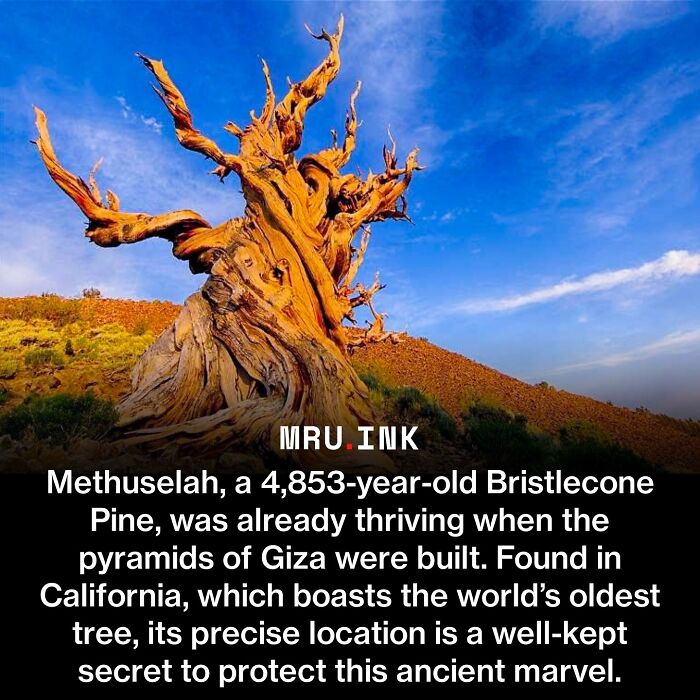 69 Fascinating Photos And Facts That Reveal Just How Strange The World Can Be