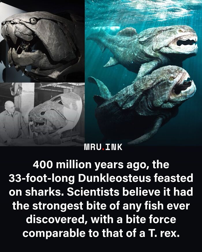 69 Fascinating Photos And Facts That Reveal Just How Strange The World Can Be