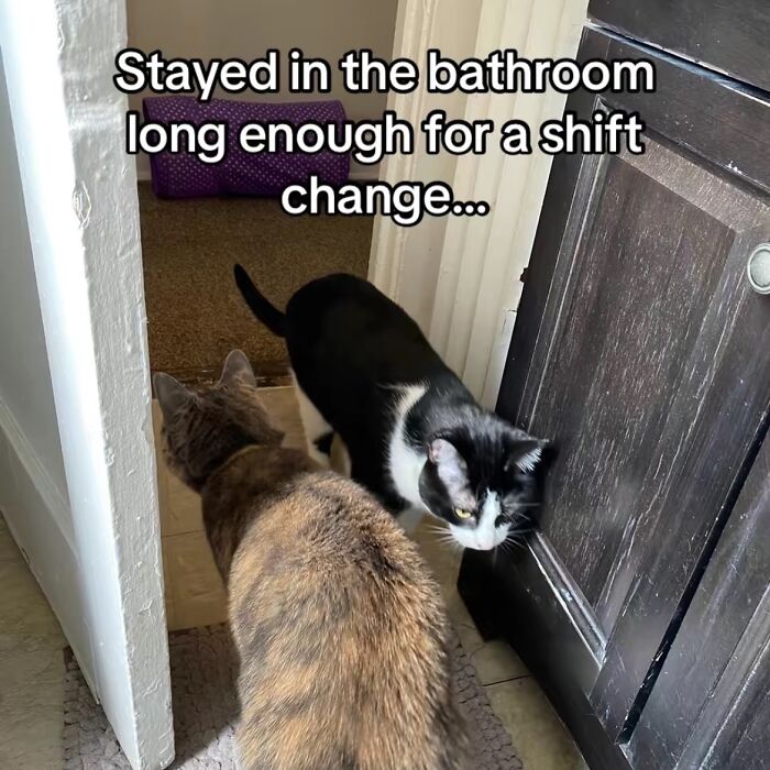 63 Memes That Need Absolutely Zero Context To Be Funny 63 Memes That Need Absolutely Zero Context To Be Funny