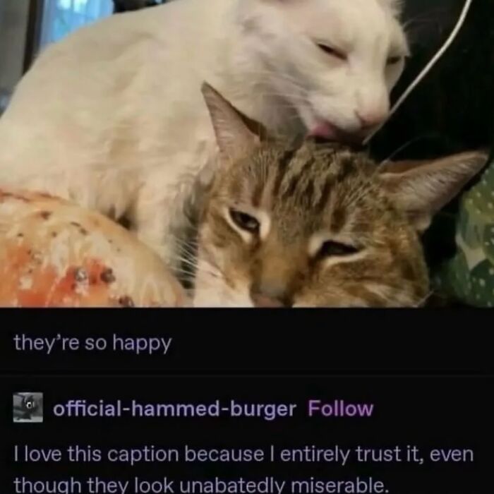 63 Memes That Need Absolutely Zero Context To Be Funny 63 Memes That Need Absolutely Zero Context To Be Funny