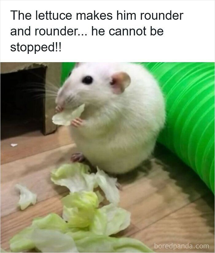 63 Memes That Need Absolutely Zero Context To Be Funny 63 Memes That Need Absolutely Zero Context To Be Funny