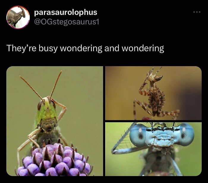 63 Memes That Need Absolutely Zero Context To Be Funny 63 Memes That Need Absolutely Zero Context To Be Funny