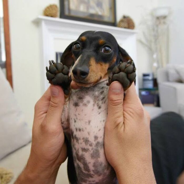 24 Adorable Puppy Pics Shared By This Page That Might Be Exactly What You Need To Brighten Your Day