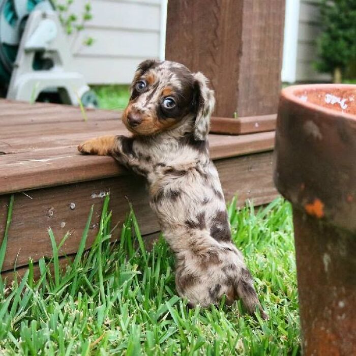 24 Adorable Puppy Pics Shared By This Page That Might Be Exactly What You Need To Brighten Your Day