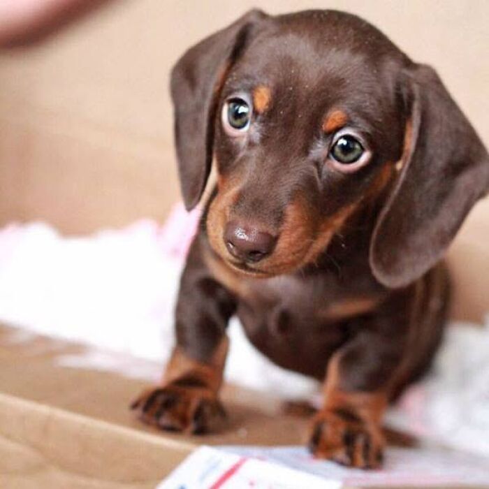 24 Adorable Puppy Pics Shared By This Page That Might Be Exactly What You Need To Brighten Your Day