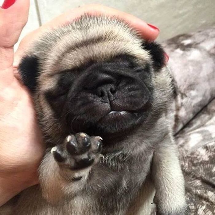 24 Adorable Puppy Pics Shared By This Page That Might Be Exactly What You Need To Brighten Your Day