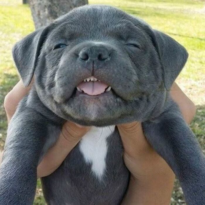 24 Adorable Puppy Pics Shared By This Page That Might Be Exactly What You Need To Brighten Your Day