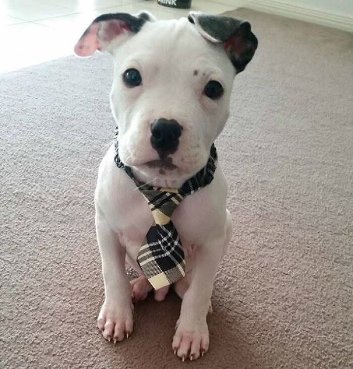 24 Adorable Puppy Pics Shared By This Page That Might Be Exactly What You Need To Brighten Your Day