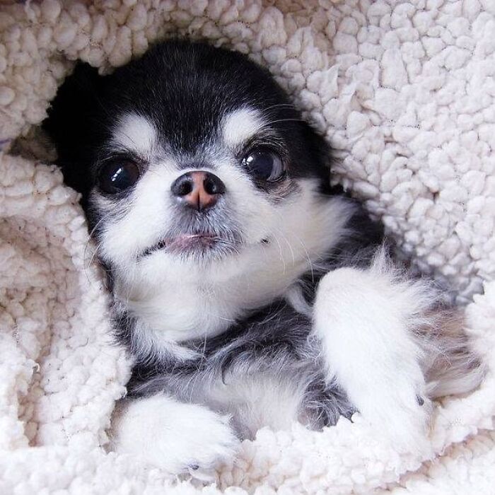 24 Adorable Puppy Pics Shared By This Page That Might Be Exactly What You Need To Brighten Your Day