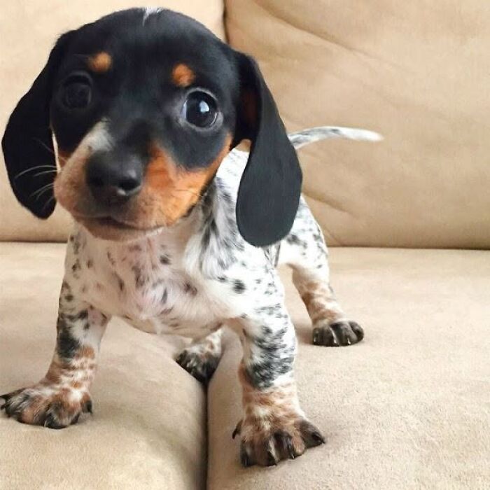 24 Adorable Puppy Pics Shared By This Page That Might Be Exactly What You Need To Brighten Your Day