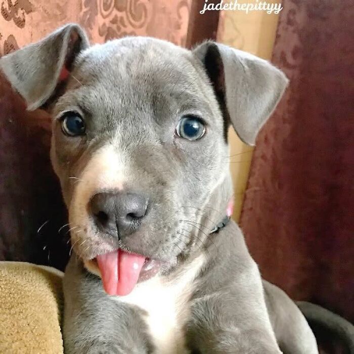 24 Adorable Puppy Pics Shared By This Page That Might Be Exactly What You Need To Brighten Your Day