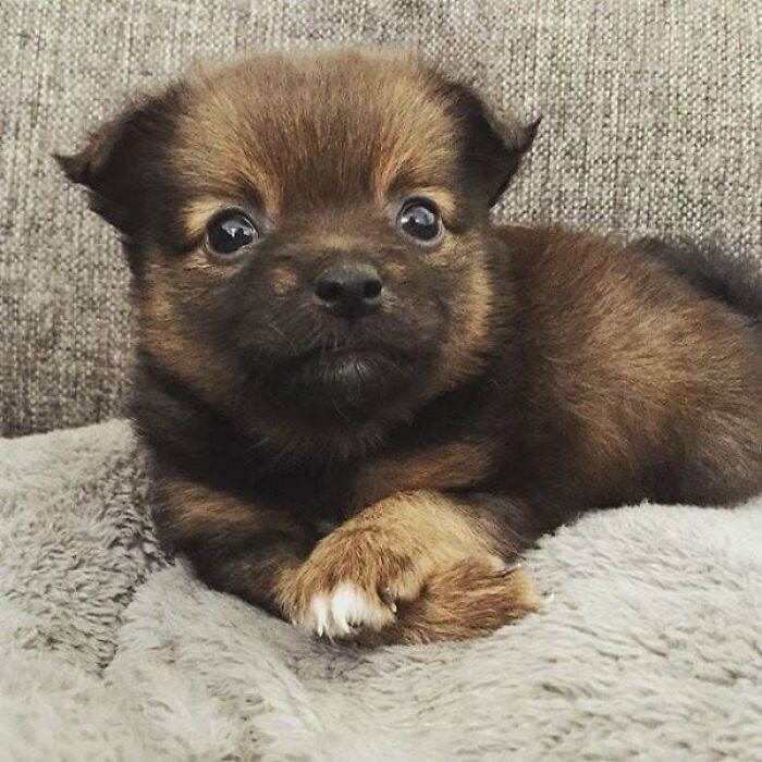 24 Adorable Puppy Pics Shared By This Page That Might Be Exactly What You Need To Brighten Your Day