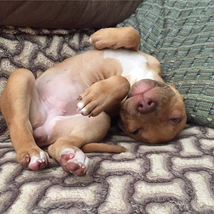 24 Adorable Puppy Pics Shared By This Page That Might Be Exactly What You Need To Brighten Your Day
