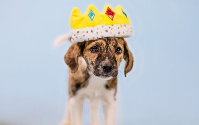 24 Adorable Puppy Pics Shared By This Page That Might Be Exactly What You Need To Brighten Your Day