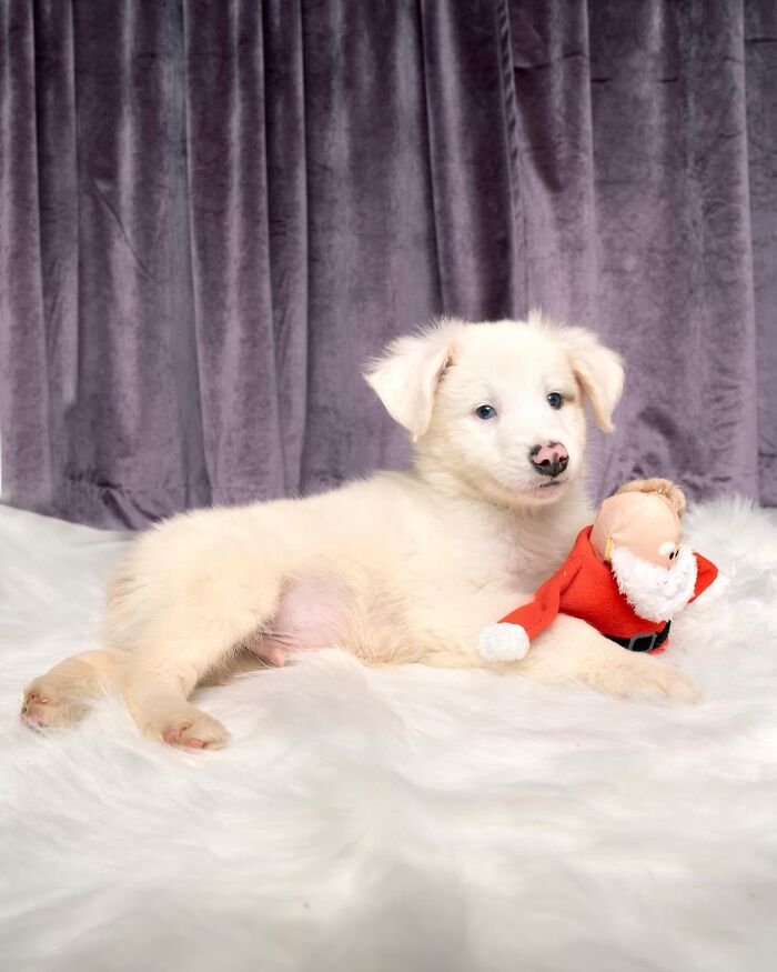 24 Adorable Puppy Pics Shared By This Page That Might Be Exactly What You Need To Brighten Your Day