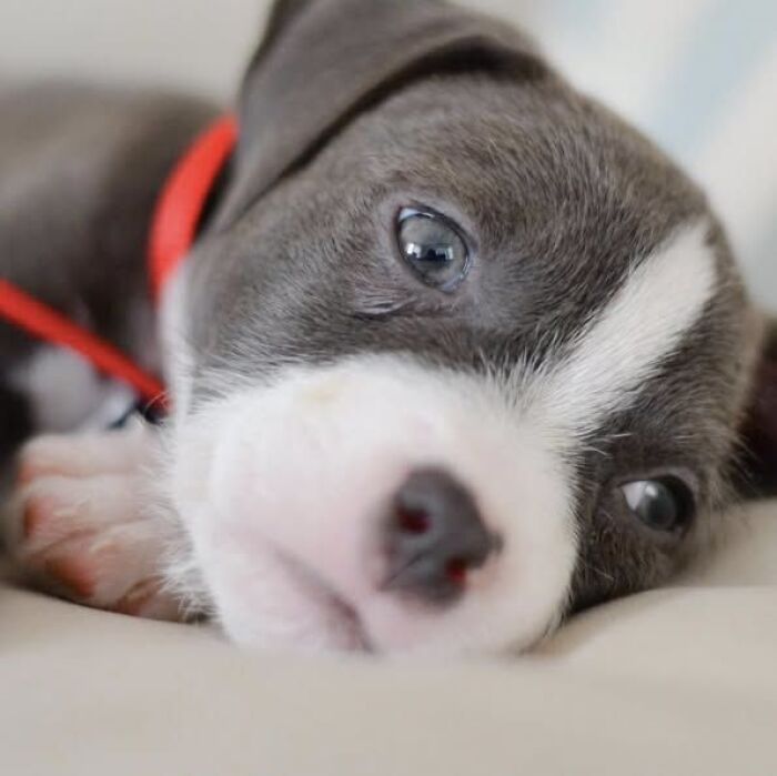 24 Adorable Puppy Pics Shared By This Page That Might Be Exactly What You Need To Brighten Your Day
