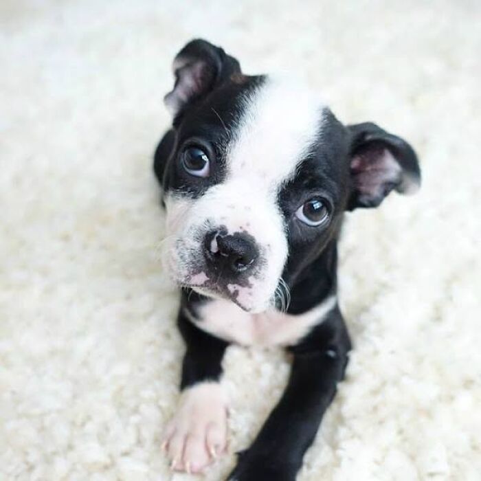 24 Adorable Puppy Pics Shared By This Page That Might Be Exactly What You Need To Brighten Your Day