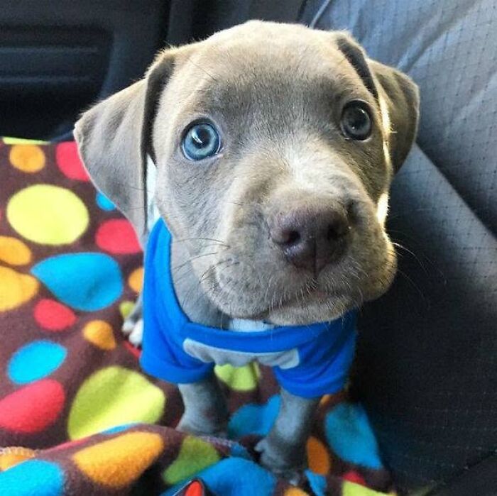 24 Adorable Puppy Pics Shared By This Page That Might Be Exactly What You Need To Brighten Your Day
