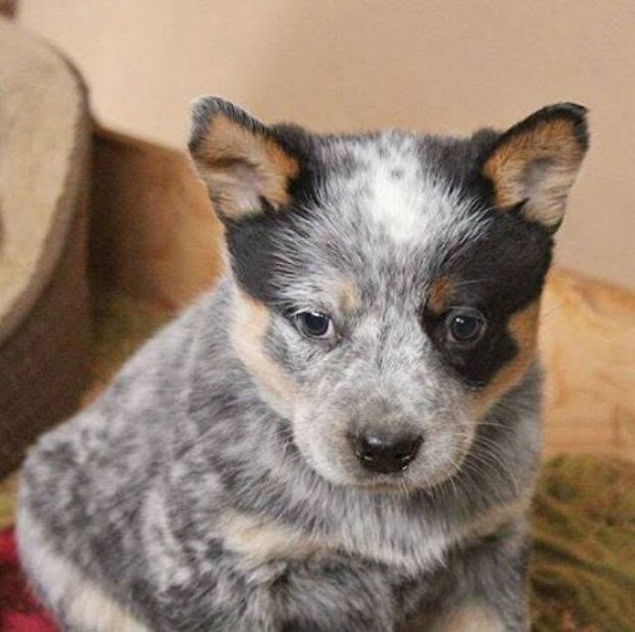 24 Adorable Puppy Pics Shared By This Page That Might Be Exactly What You Need To Brighten Your Day