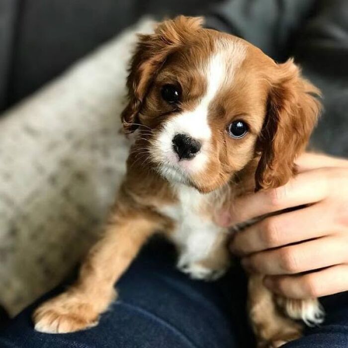 24 Adorable Puppy Pics Shared By This Page That Might Be Exactly What You Need To Brighten Your Day