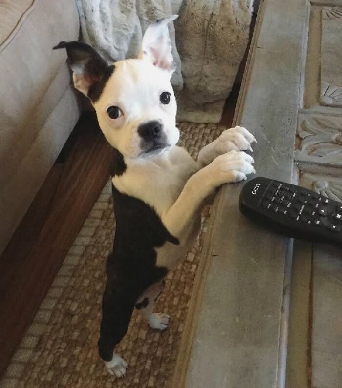 24 Adorable Puppy Pics Shared By This Page That Might Be Exactly What You Need To Brighten Your Day