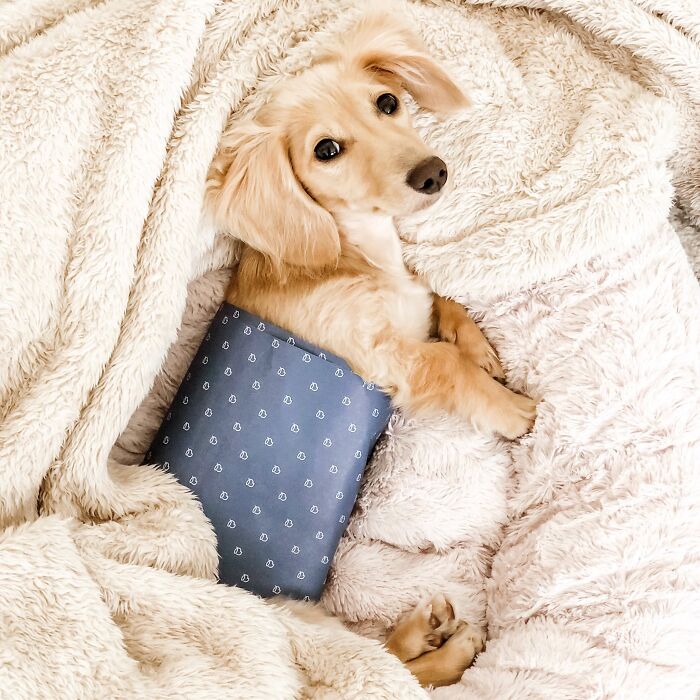 24 Adorable Puppy Pics Shared By This Page That Might Be Exactly What You Need To Brighten Your Day