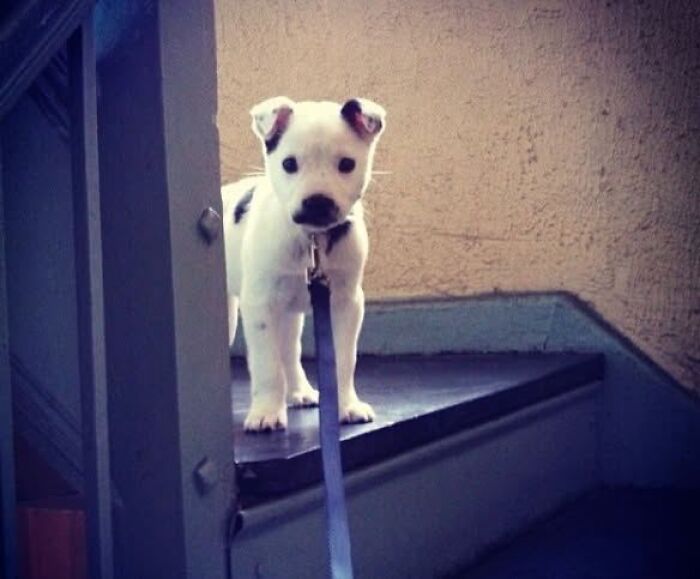 24 Adorable Puppy Pics Shared By This Page That Might Be Exactly What You Need To Brighten Your Day