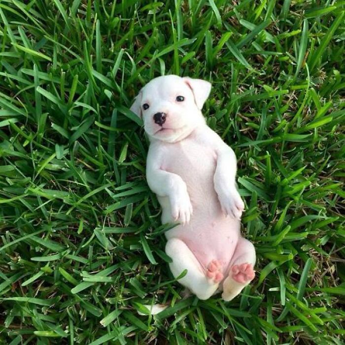 24 Adorable Puppy Pics Shared By This Page That Might Be Exactly What You Need To Brighten Your Day