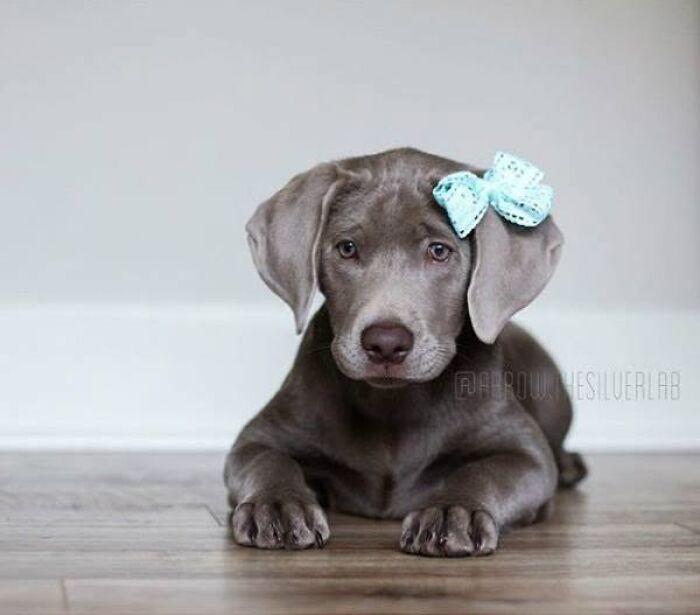 24 Adorable Puppy Pics Shared By This Page That Might Be Exactly What You Need To Brighten Your Day