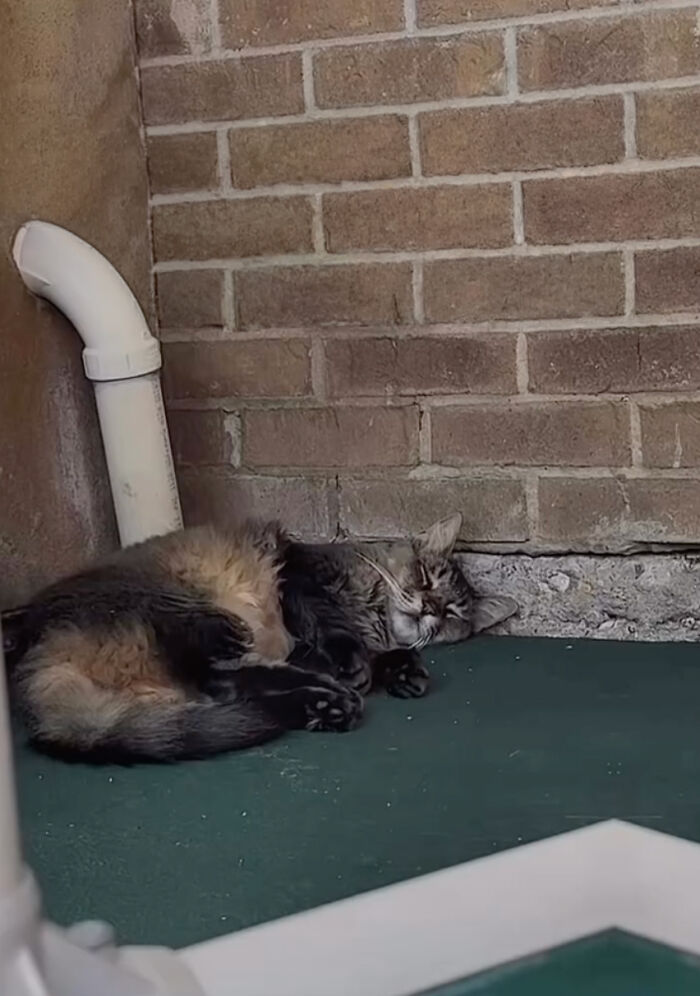 “He Was Just Scared&rdquo;: Man Adopts A Shy Senior Cat Who Spent 12 Years Waiting In A Shelter