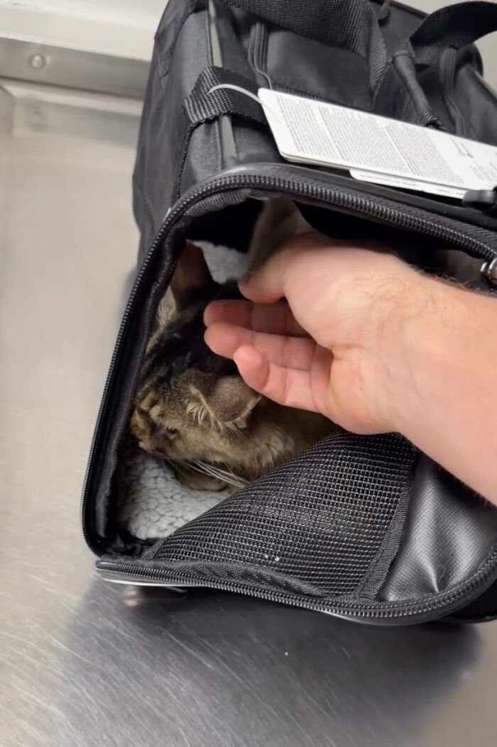 “He Was Just Scared&rdquo;: Man Adopts A Shy Senior Cat Who Spent 12 Years Waiting In A Shelter