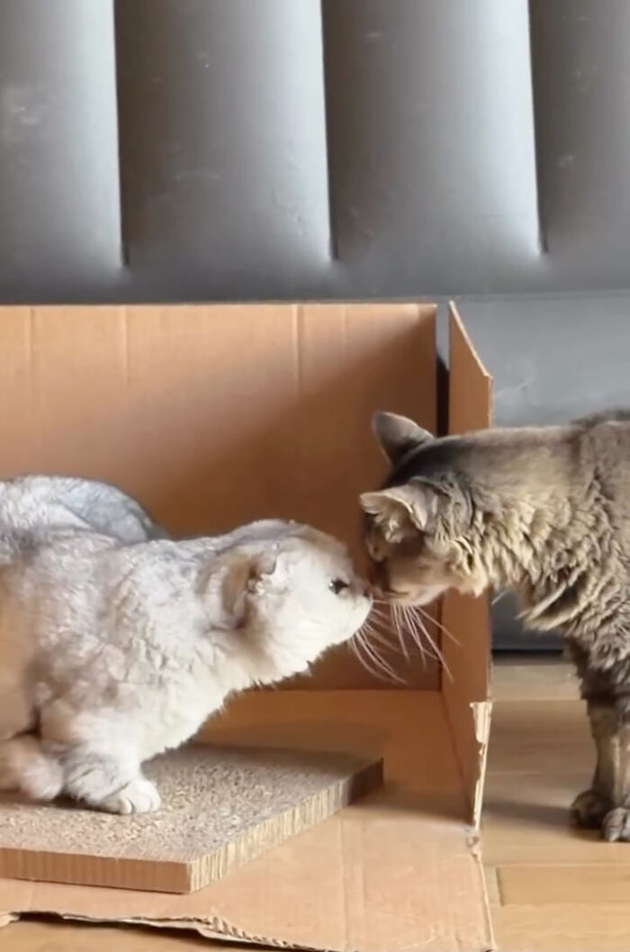 “He Was Just Scared&rdquo;: Man Adopts A Shy Senior Cat Who Spent 12 Years Waiting In A Shelter