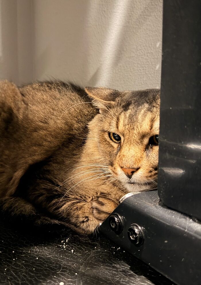 “He Was Just Scared&rdquo;: Man Adopts A Shy Senior Cat Who Spent 12 Years Waiting In A Shelter