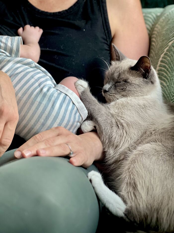 45 Adorable Pics Of Pets Helping Raise Newborns, Shared In This Threads Discussion