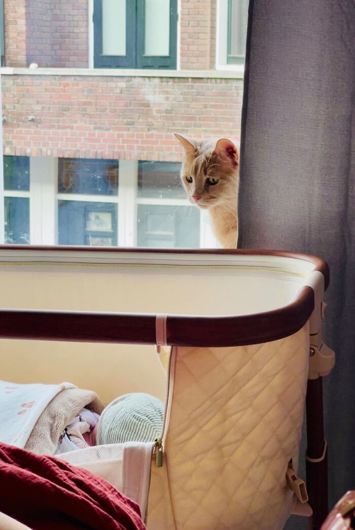 45 Adorable Pics Of Pets Helping Raise Newborns, Shared In This Threads Discussion