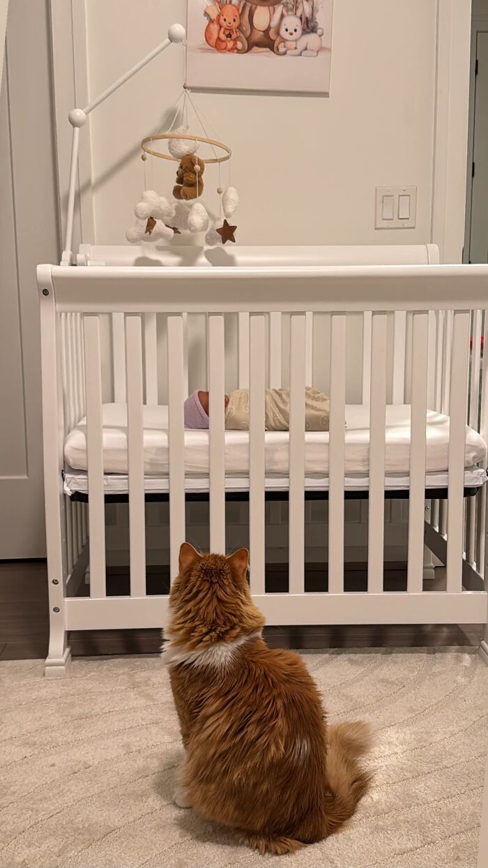 45 Adorable Pics Of Pets Helping Raise Newborns, Shared In This Threads Discussion