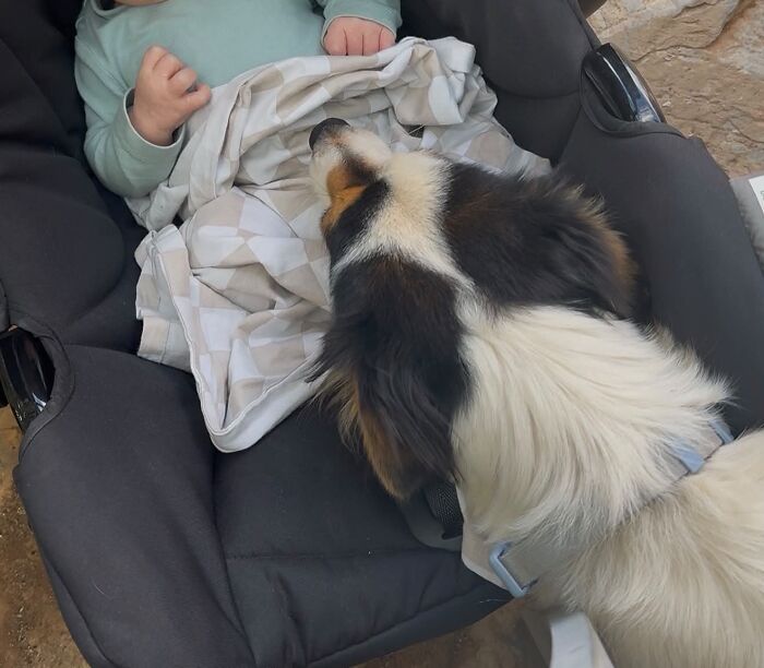 45 Adorable Pics Of Pets Helping Raise Newborns, Shared In This Threads Discussion