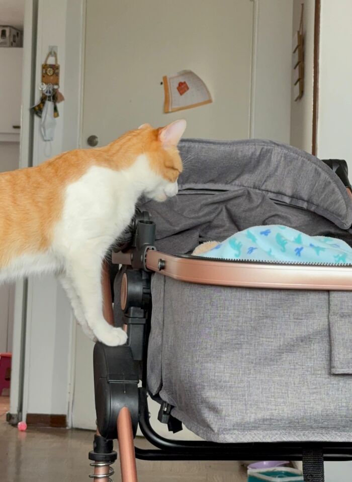 45 Adorable Pics Of Pets Helping Raise Newborns, Shared In This Threads Discussion