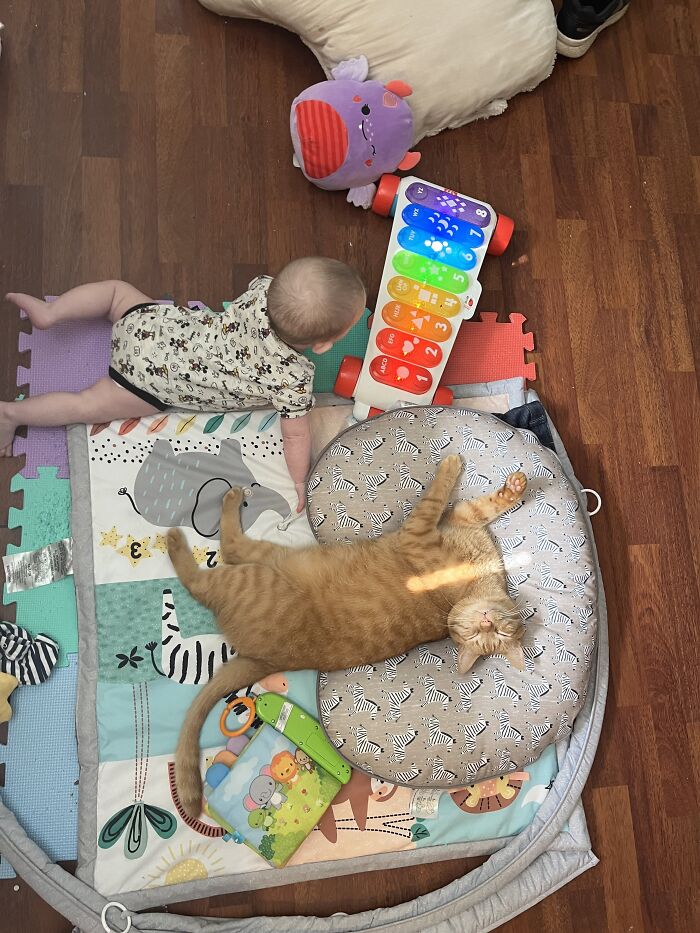 45 Adorable Pics Of Pets Helping Raise Newborns, Shared In This Threads Discussion