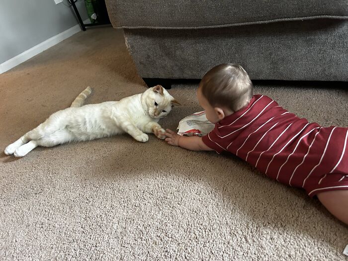 45 Adorable Pics Of Pets Helping Raise Newborns, Shared In This Threads Discussion
