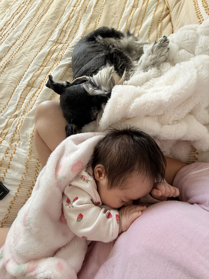 45 Adorable Pics Of Pets Helping Raise Newborns, Shared In This Threads Discussion