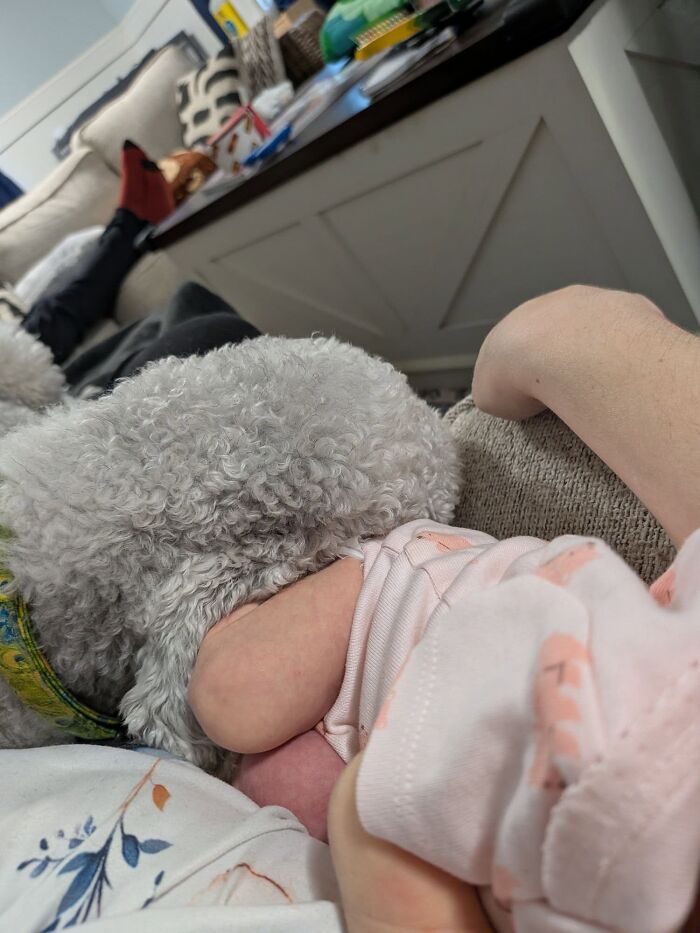 45 Adorable Pics Of Pets Helping Raise Newborns, Shared In This Threads Discussion