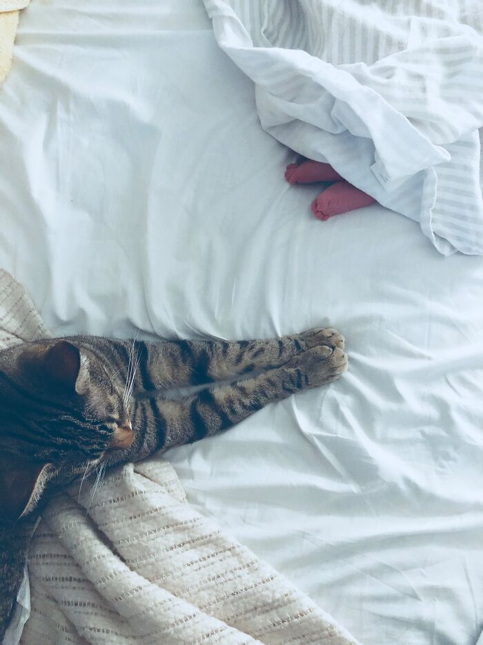 45 Adorable Pics Of Pets Helping Raise Newborns, Shared In This Threads Discussion
