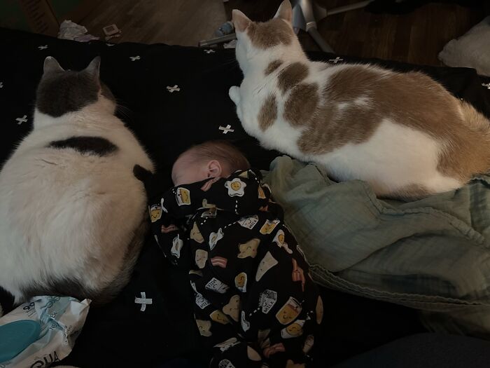 45 Adorable Pics Of Pets Helping Raise Newborns, Shared In This Threads Discussion