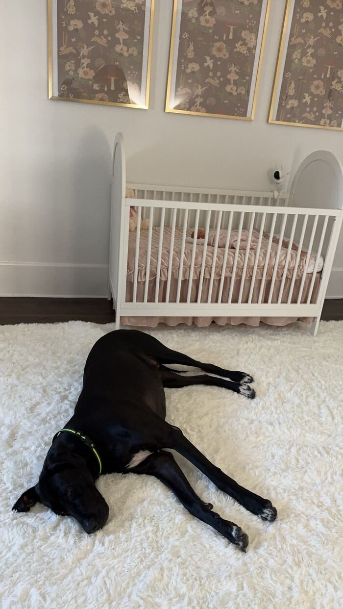 45 Adorable Pics Of Pets Helping Raise Newborns, Shared In This Threads Discussion