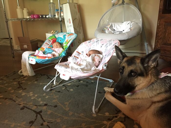 45 Adorable Pics Of Pets Helping Raise Newborns, Shared In This Threads Discussion