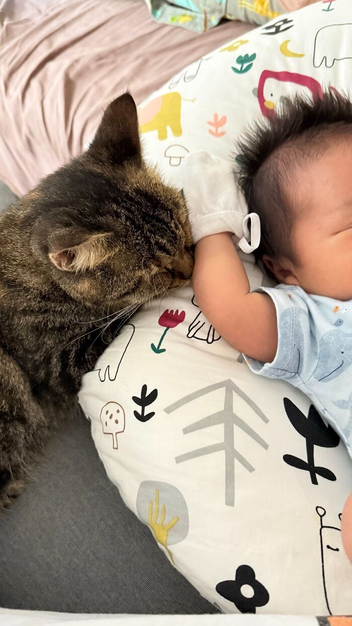45 Adorable Pics Of Pets Helping Raise Newborns, Shared In This Threads Discussion
